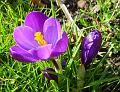 sm-2008-0212_1325_Crocus_12.5_c